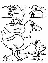 Coloring Old Farm Macdonald Pages Had Popular sketch template