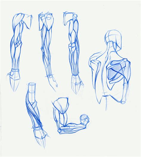 anatomy sketches  ccs portfolios