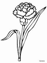 Coloring Carnation Pages Flowers sketch template