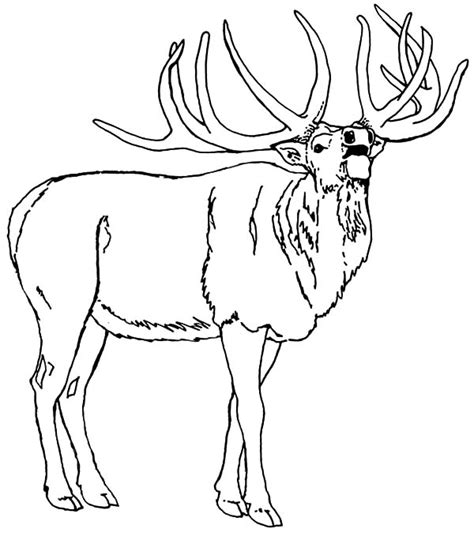 north american elk coloring pages  print  coloring pages