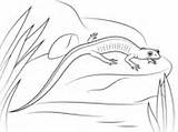 Caecilian Salamander sketch template