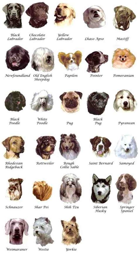 small dog breed chart  pictures
