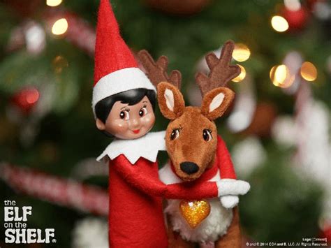 images  meet  elf pets  pinterest elf pets elf