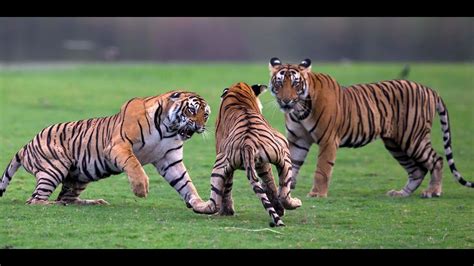 tiger attacks  family tiger  tiger amazing fight ranthambhore