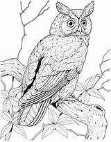 Owl Coloring Pages Eared Long Great Printable Colouring Perched Owls Color Grey Hawk Brown Bird Horned Short Designlooter Print Adult sketch template