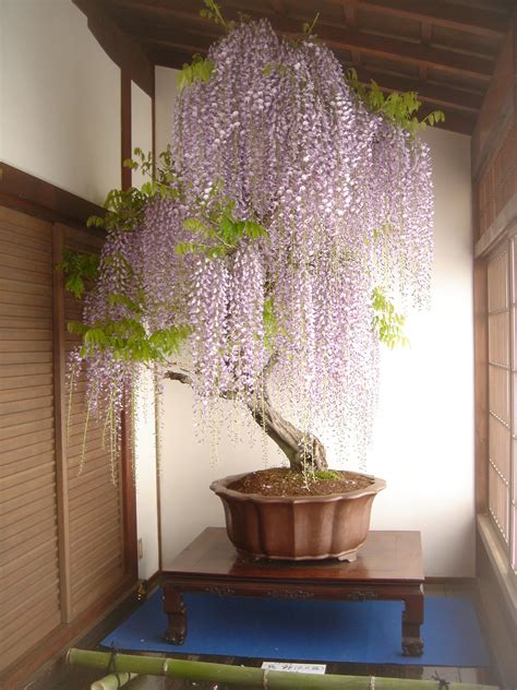 wisteria bonsai bonsaiporn