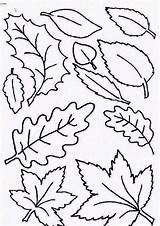 Coloring Leaf Leaves Fall Autumn Pages Printable Type Color Pumpkin Falling Netart Getcolorings Print sketch template