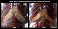 Afbeeldingsresultaten voor "perioculodes Longimanus". Grootte: 196 x 100. Bron: allscorpionarchives.forumotion.com