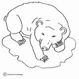 Orso Urso Colorir Hibernating Supercoloring Contorno Stampare Imprimir Ursos sketch template