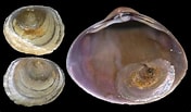 Afbeeldingsresultaten voor "pododesmus Squama". Grootte: 176 x 103. Bron: www.idscaro.net