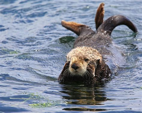 Wildlife Oh Dear Sea Otter Looking As If It Is Thinking
