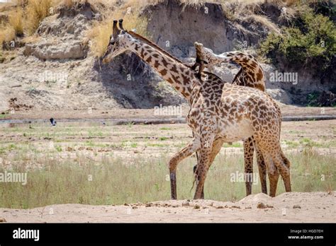 masai giraffe giraffa camelopardalis tippelskirchi fighting stock