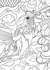 Adults Humminbird sketch template