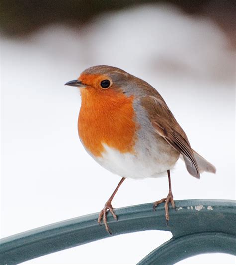hope    robin  year robin bird robin birds