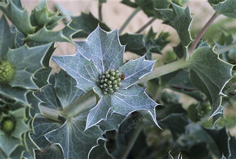 sea holly stock image  science photo library