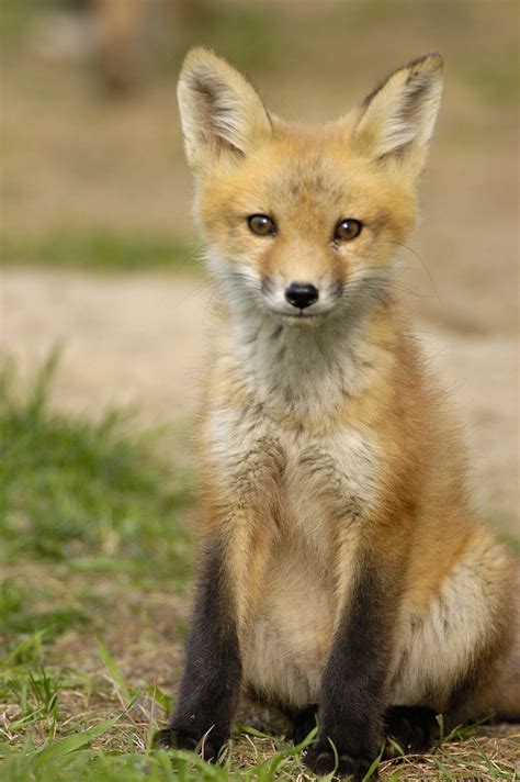 fox pup bob rolfson flickr