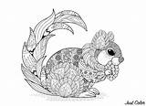 Squirrel Coloring Patterns Pages Adult Squirrels Marmots Zentangle sketch template