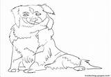 Pages Coloring Australian Shepherd Color Dog Cattle Getdrawings Getcolorings Printable sketch template