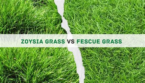 zoysia grass  fescue grass  key differences   winner
