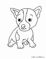 Chien Pitbull Chiot Cachorro Chihuahua Hellokids Mignon Coloriages Welpe Maltese Malteser Hund Colorier Domestiques Filhote Katze Glubschi Drucken sketch template