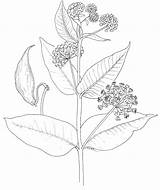 Asclepias Milkweed Erosa 63k 1694 21k Mkimages sketch template