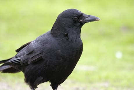 raewyns poetic journey trees  travel crows bears wondrous creatures