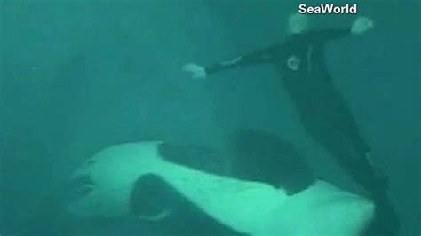 Video Reveals Seaworld Orca Attack Cnn Video