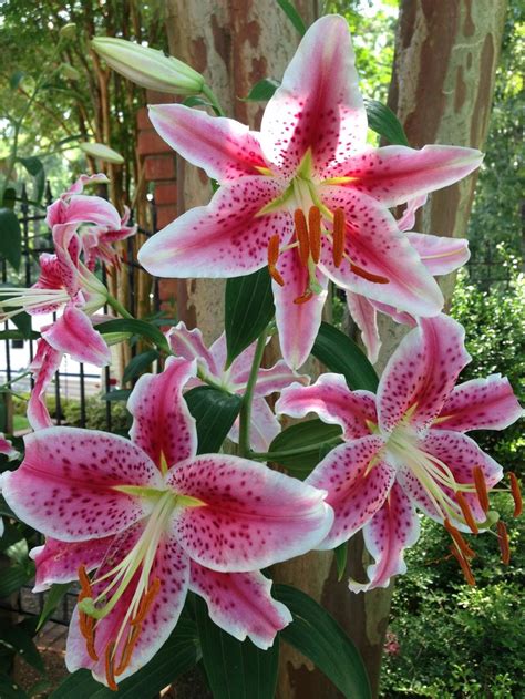 images  stargazer lily  pinterest gardens garden