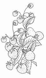 Embroidery Pattern Strawberry Vintage Patterns Clipart Clip Pages Coloring Hand Strawberries Fruit Designs Graphics Drawing Fairy Plant Printable Stitch Cross sketch template