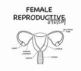 Reproductive sketch template