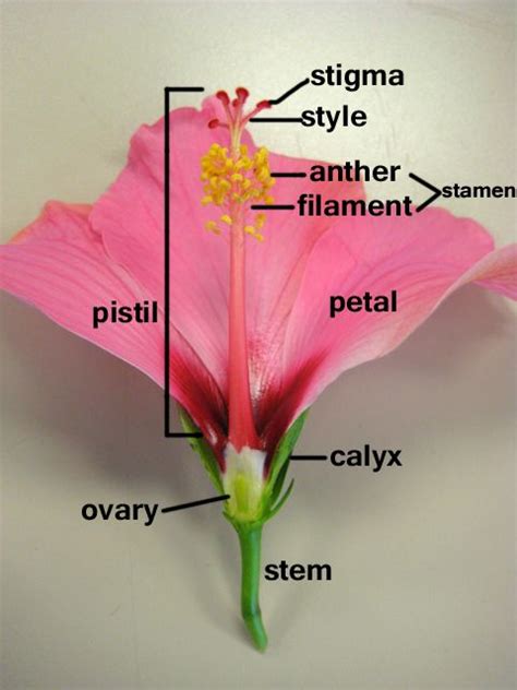 Parts Of A Flower Hibiscus Cycle 1 Classical