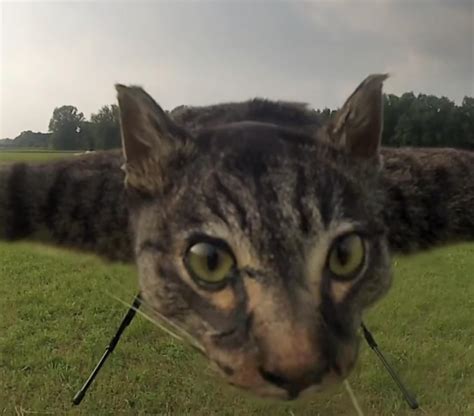 flying cat drone rfunnyandsad