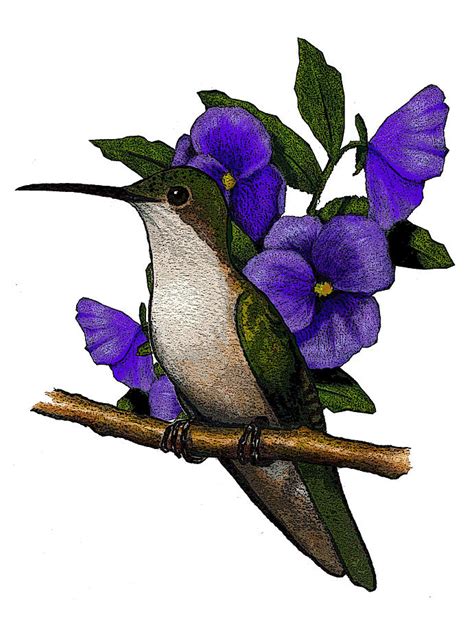 Hummingbird With Pansies Drawing By Joyce Geleynse