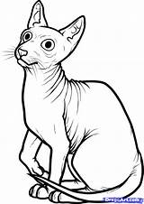 Cat Coloring Sphynx Drawings 23kb sketch template