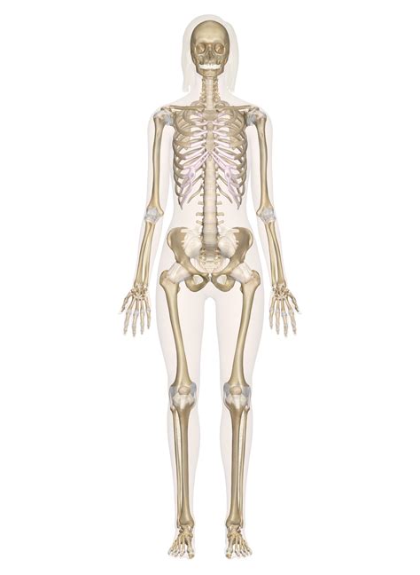 skeletal system drawing  getdrawings
