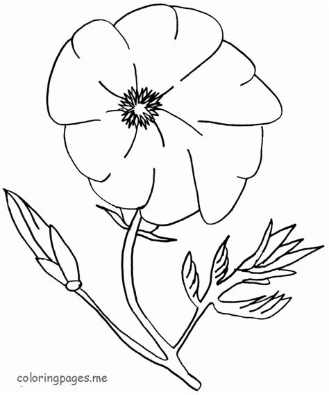 poppy flowers coloring pages   print   printable