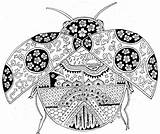 Disegno Ladybug Coccinella Bug Ladybugs Colorare Coccinelle sketch template