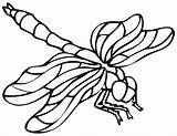 Dragonfly Libellule Coloriages sketch template