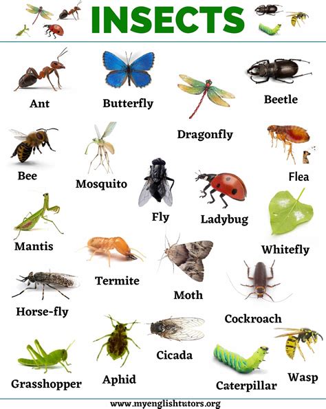 insects list   names  insects  english  english tutors