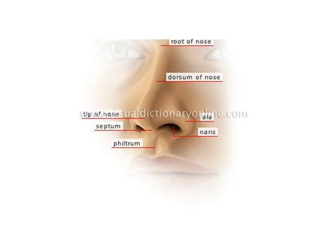 parts  nose  labels nose english fun visual dictionary