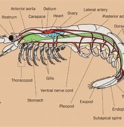 Afbeeldingsresultaten voor Malacostraca Wikipédia. Grootte: 181 x 185. Bron: animaldiversity.org
