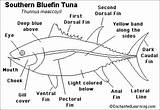 Fish Tuna Bluefin Thunnus Color Bony Large Thynnus Enchantedlearning Printouts Label Largest sketch template