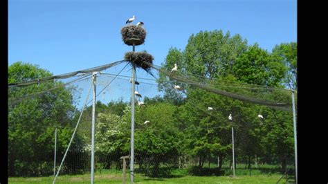 natuurpark lelystad naturepark lelystad nl youtube