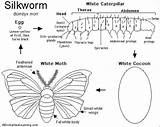 Silkworm Moth Worm Silkworms Papillons Enchanted Activity Enchantedlearning sketch template