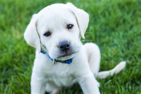 white labrador puppies coming  puppy steps training
