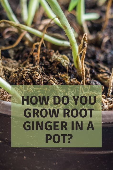grow ginger root   pot garden super power