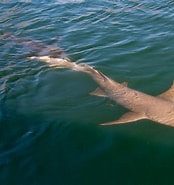Afbeeldingsresultaten voor "nebrius Ferrugineus". Grootte: 174 x 185. Bron: www.sharkwater.com