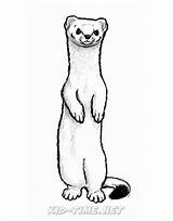 Ermine Stoat sketch template