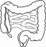 Coloring Intestines Clipartbest Clipart sketch template