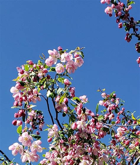Cherry Blossom Tree Blossom Trees Cherry Blossom Tree